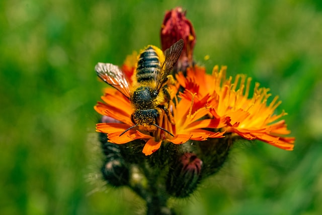 a yellow and black bee on fox and cubs