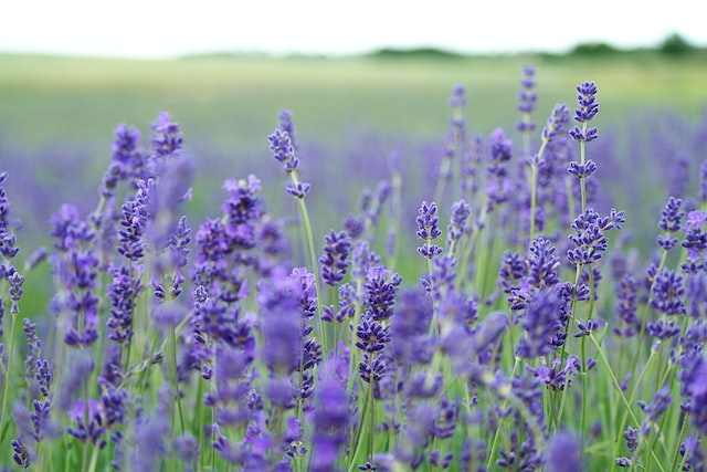 lavender flower field blooms in daytime