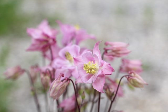 an image of pink aquilegia